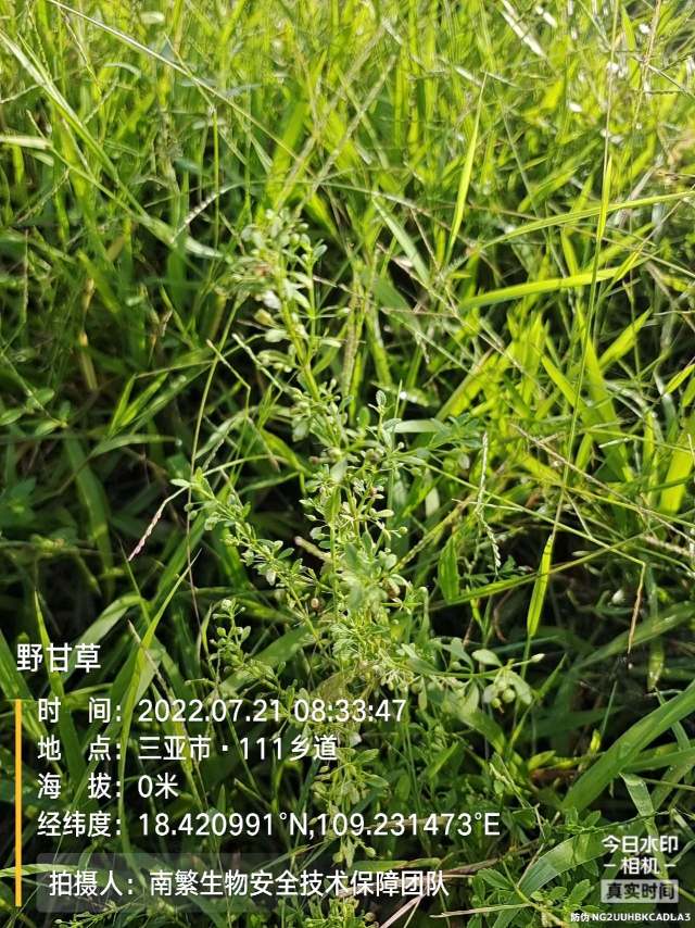 野甘草