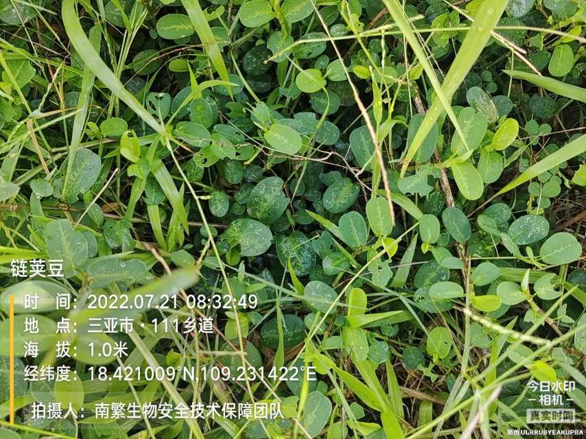 链荚豆