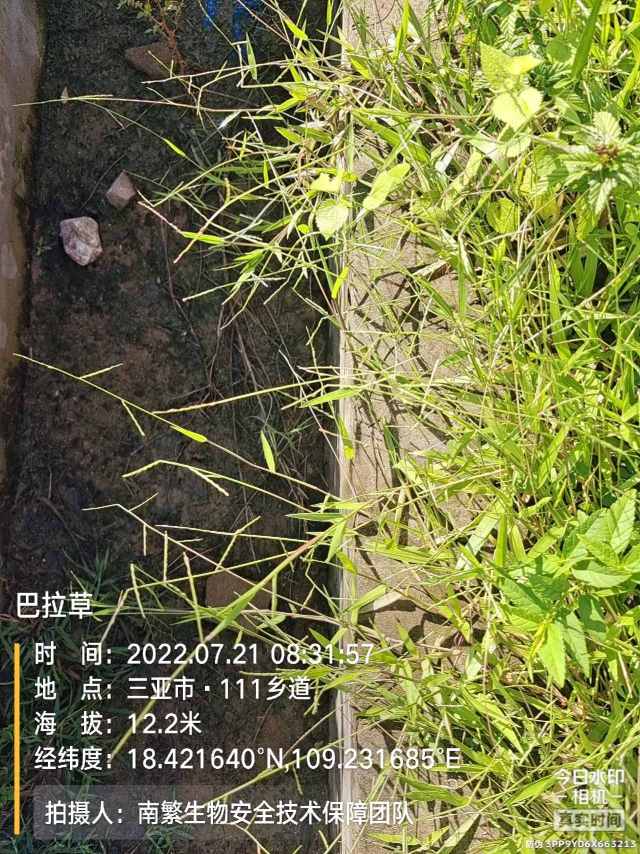 巴拉草