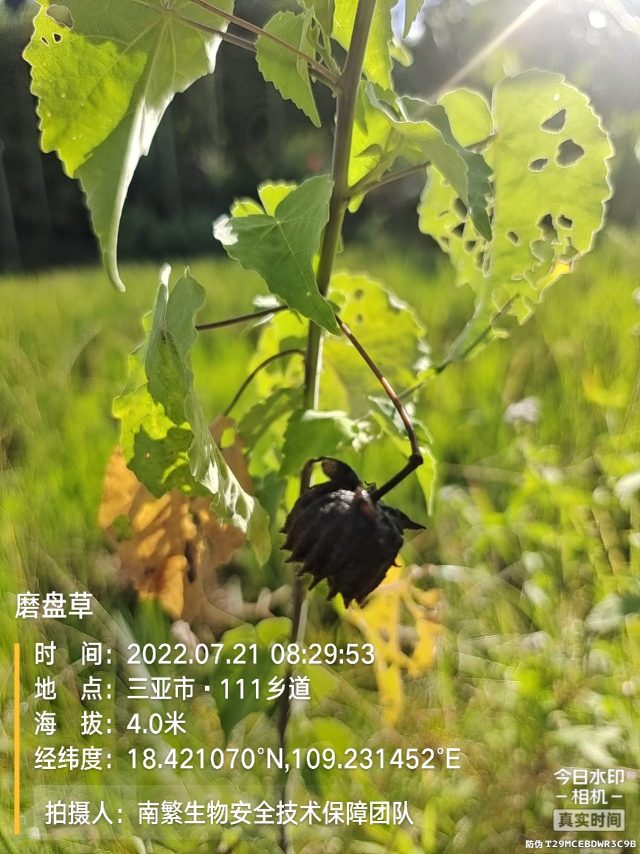 磨盘草