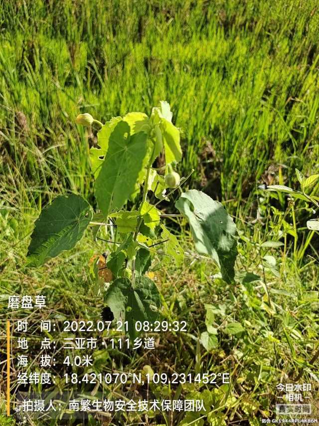 磨盘草