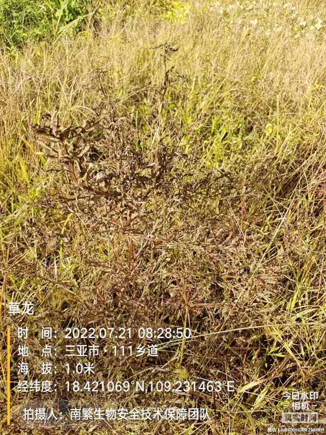 草龙