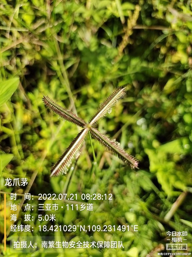 龙爪茅