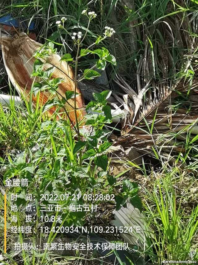 金腰箭