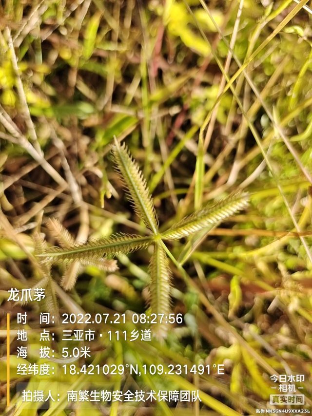 龙爪茅
