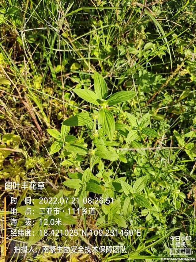 阔叶丰花草
