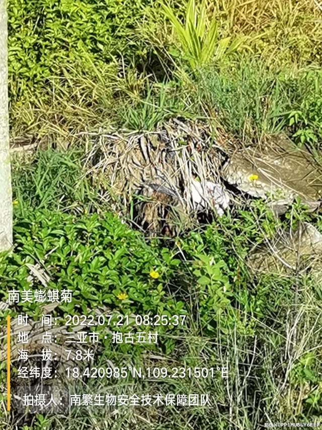 南美蟛蜞菊