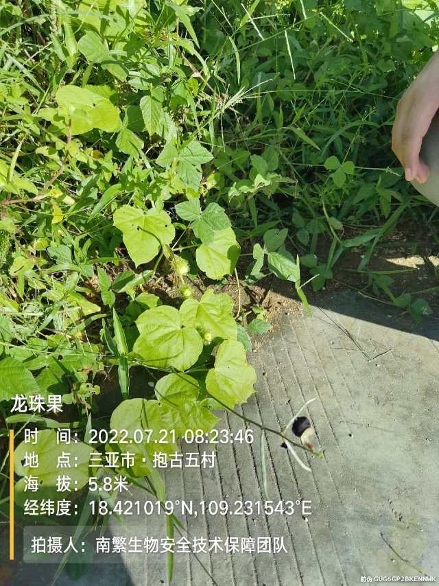 龙珠果