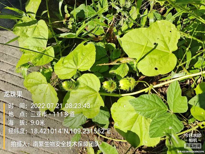 龙珠果