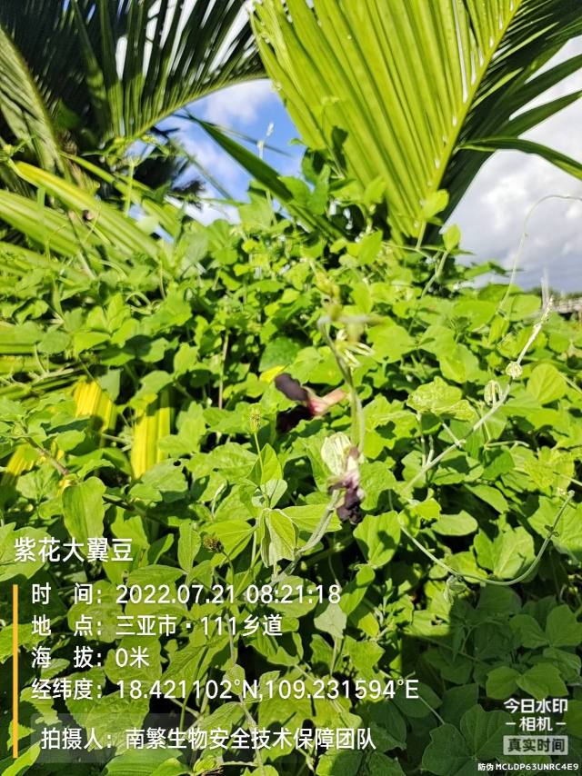 紫花大翼豆