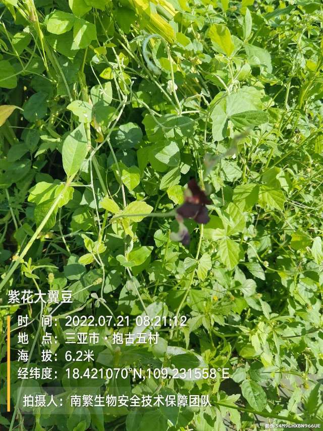 紫花大翼豆
