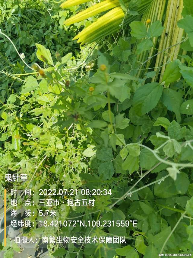鬼针草