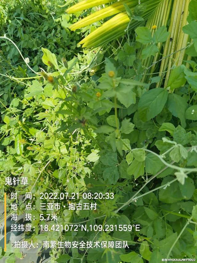 鬼针草
