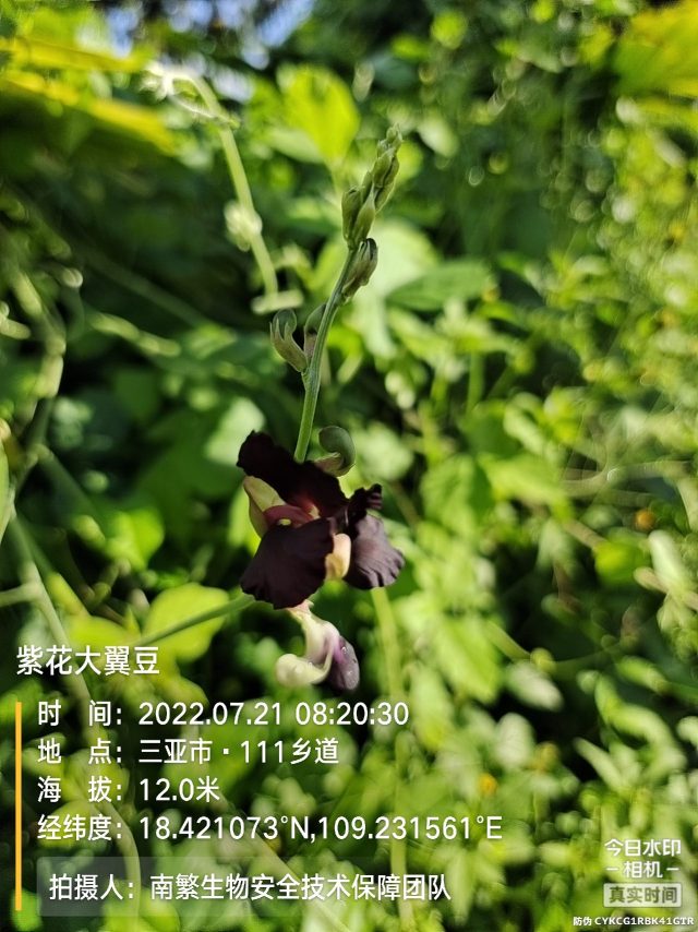 紫花大翼豆