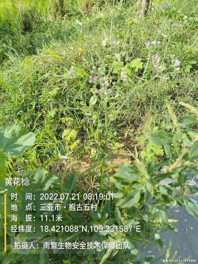 黄花棯