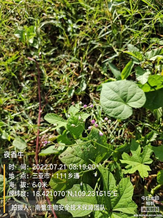 夜香牛