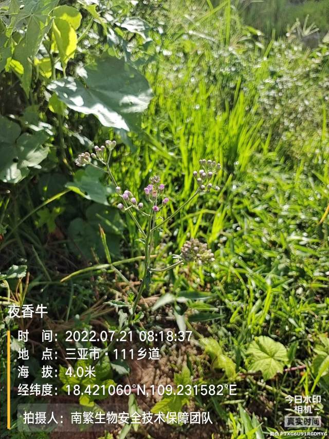 夜香牛