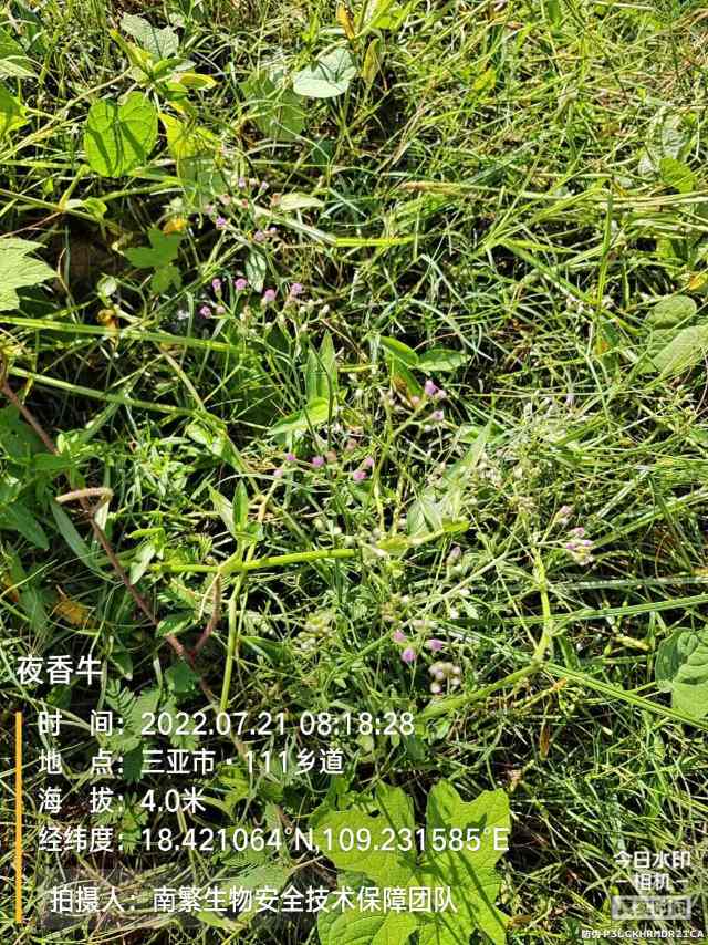 夜香牛