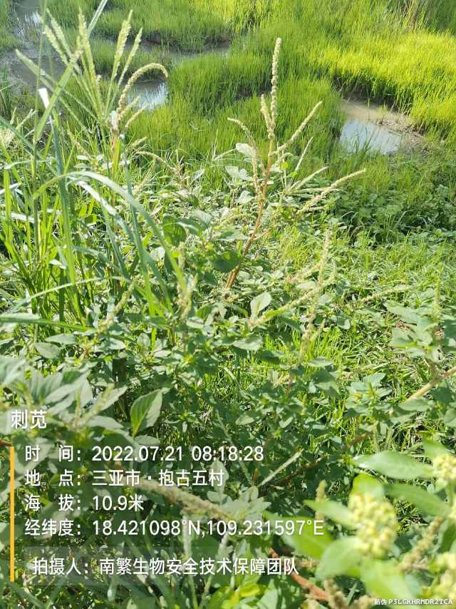 刺苋
