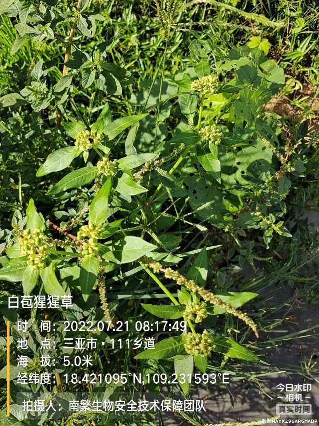 白苞猩猩草