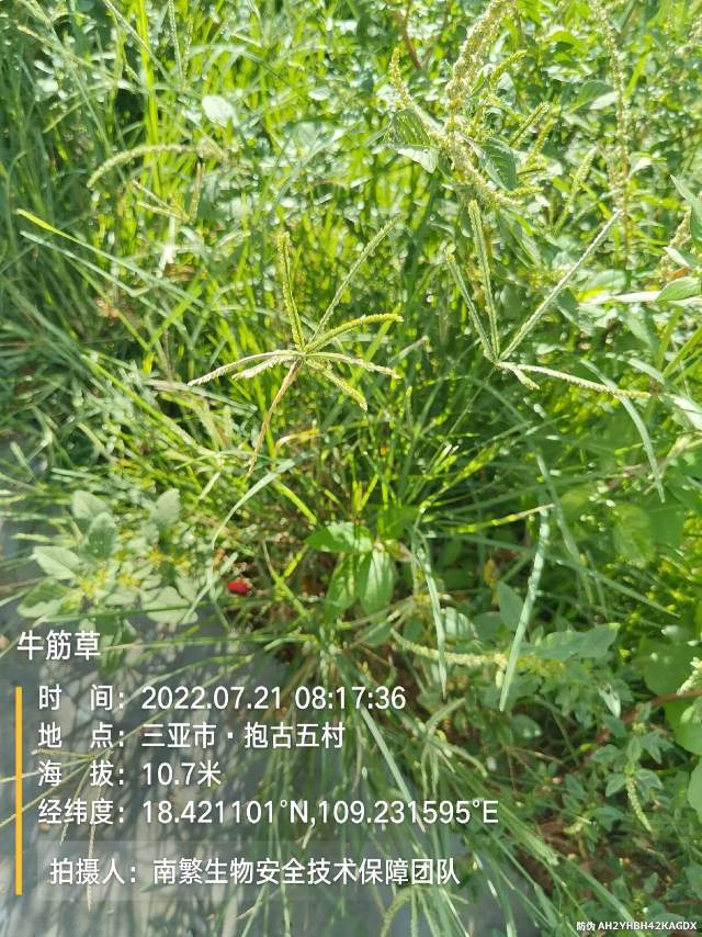 牛筋草