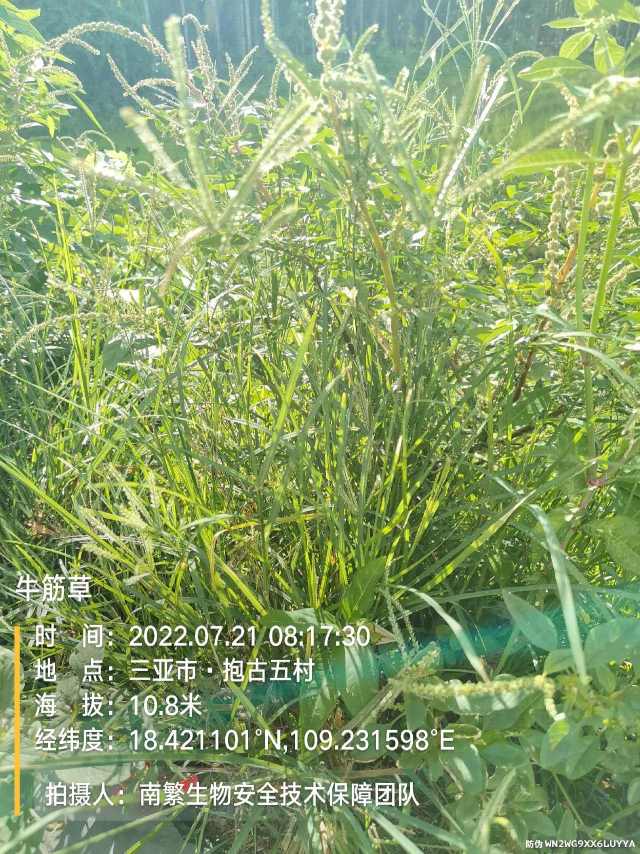 牛筋草