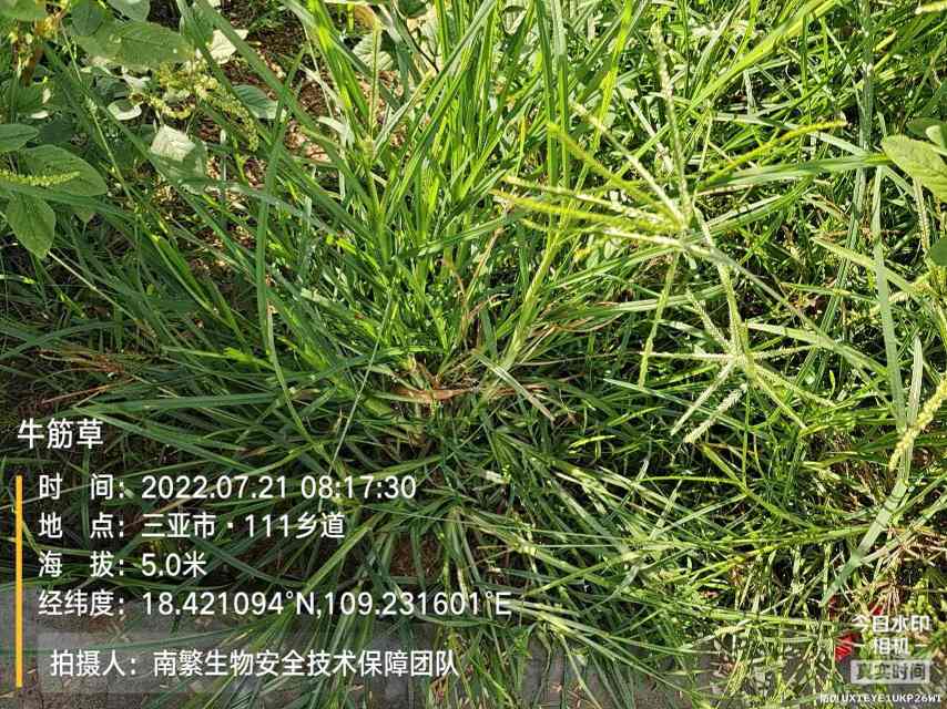 牛筋草