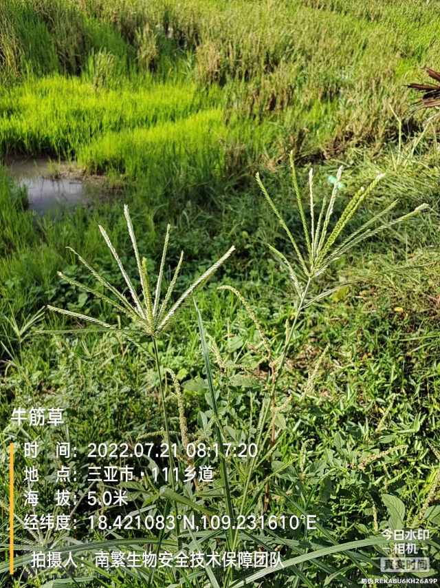 牛筋草