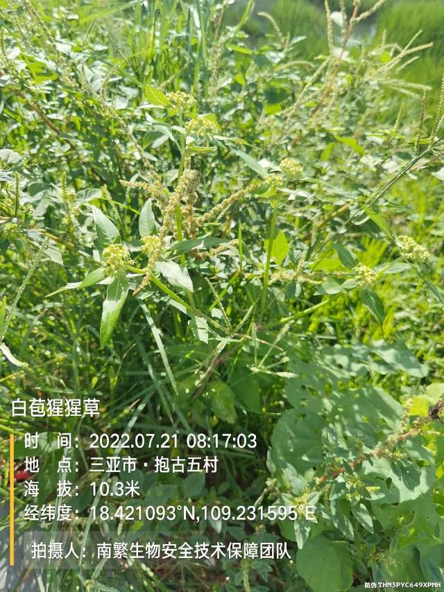 白苞猩猩草