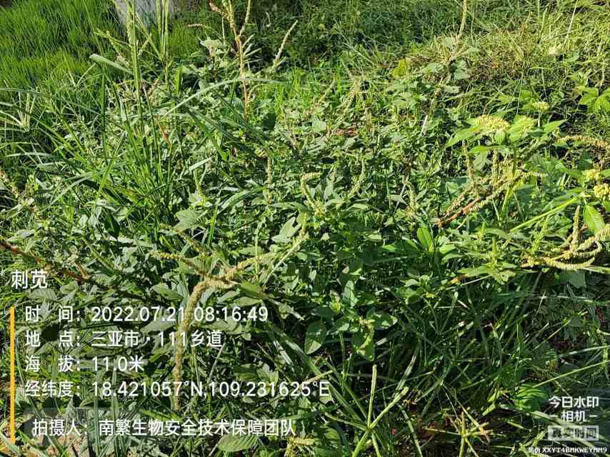 刺苋