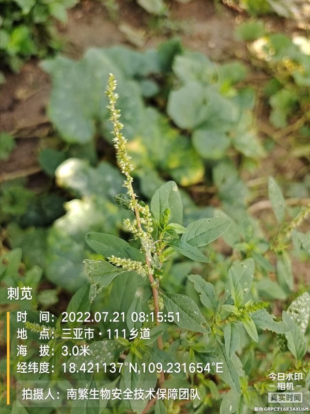 刺苋