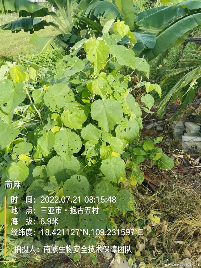 苘麻