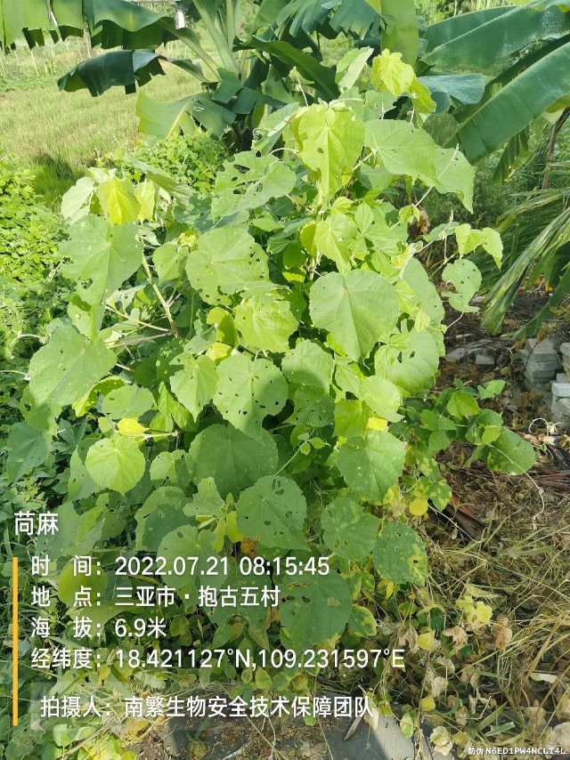 苘麻
