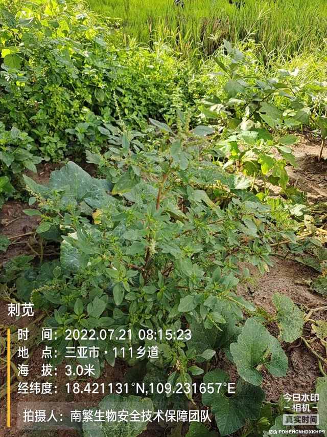 刺苋