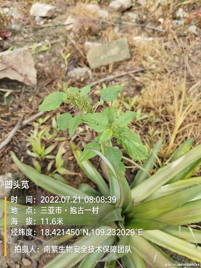 凹头苋