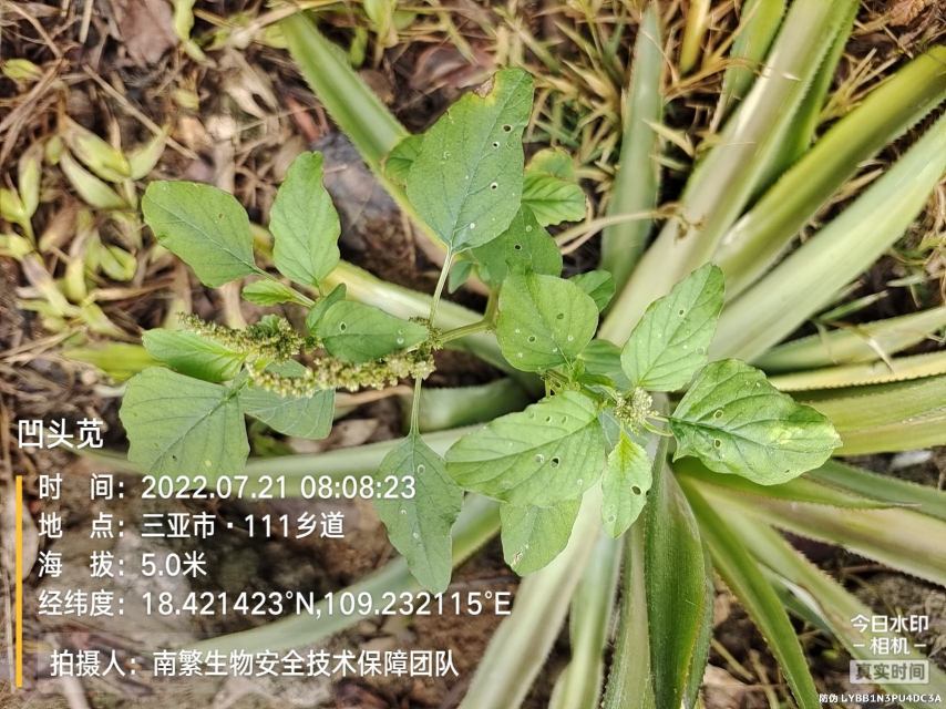 凹头苋