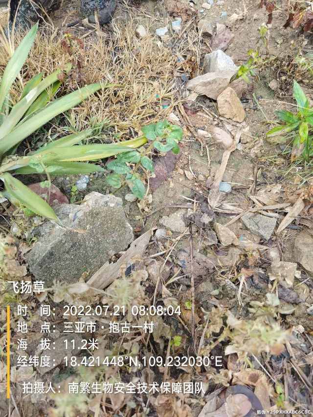 飞扬草