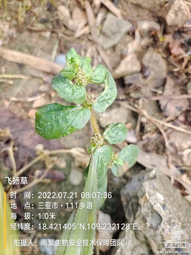 飞扬草