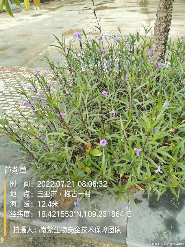 芦莉草