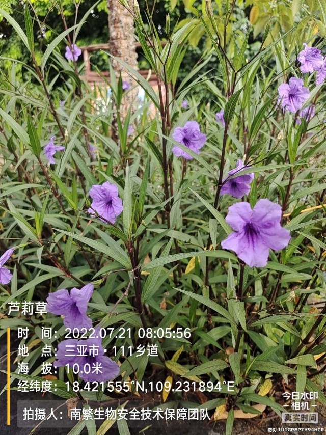 芦莉草