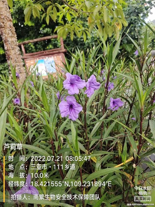 芦莉草