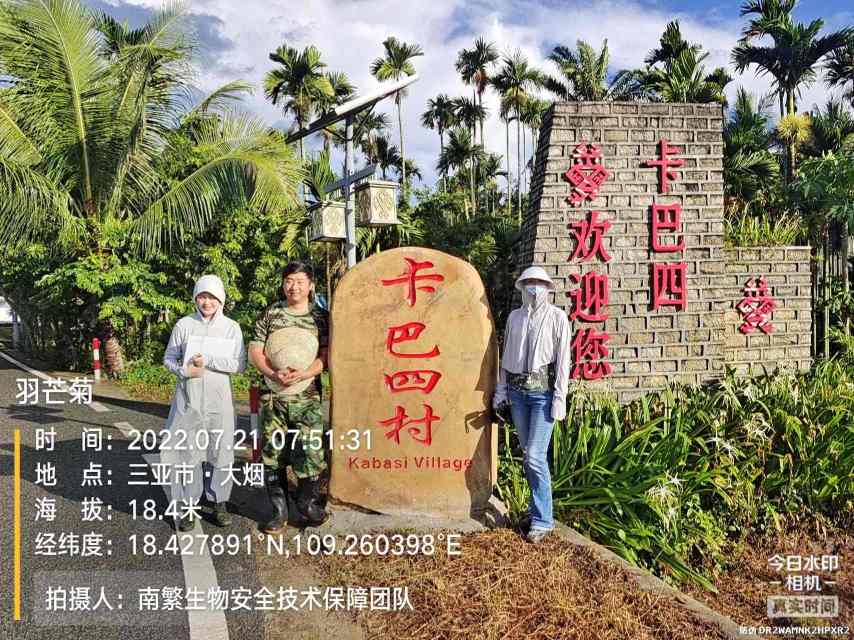 羽芒菊