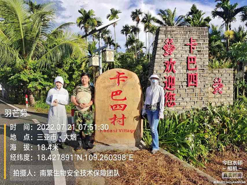 羽芒菊