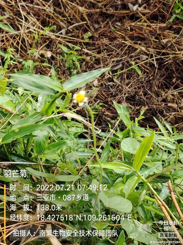 羽芒菊