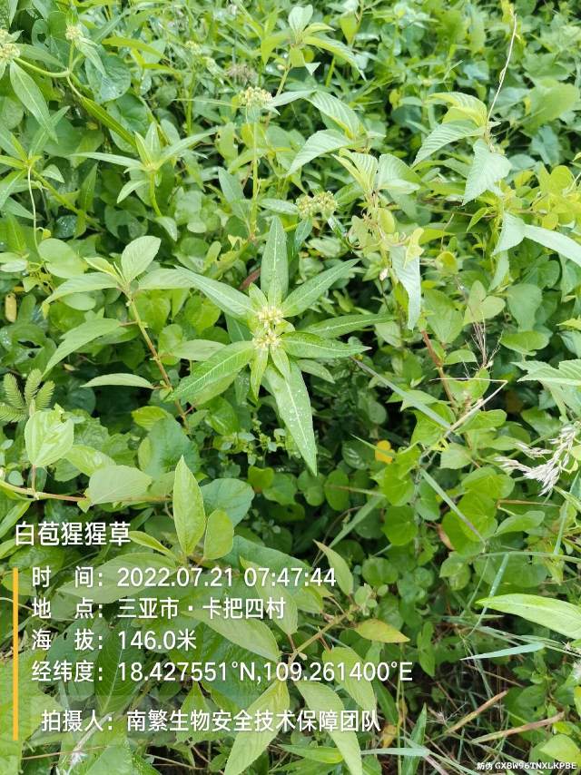 白苞猩猩草