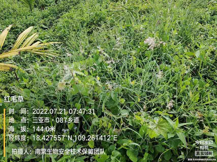 红毛草