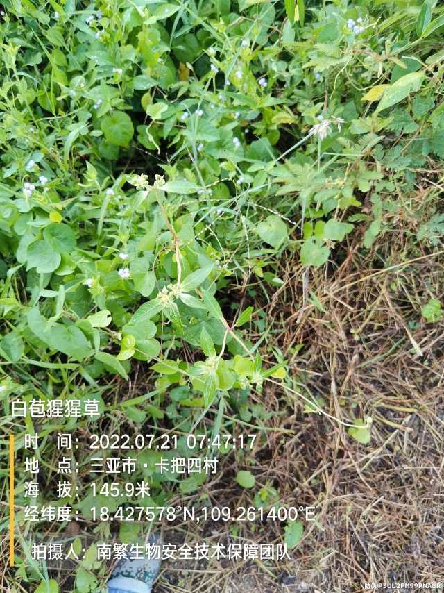 白苞猩猩草