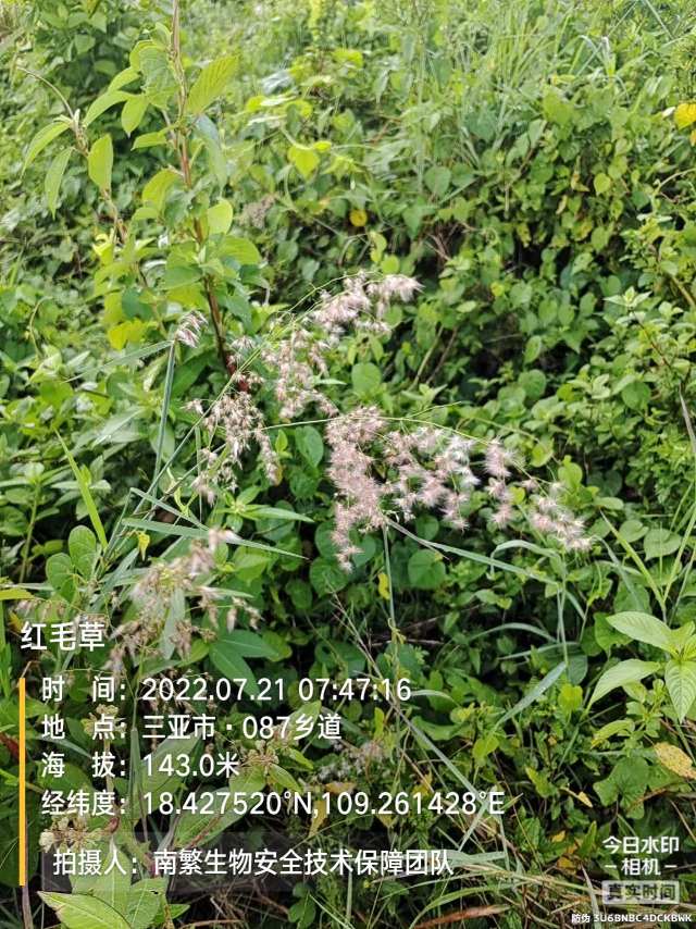 红毛草