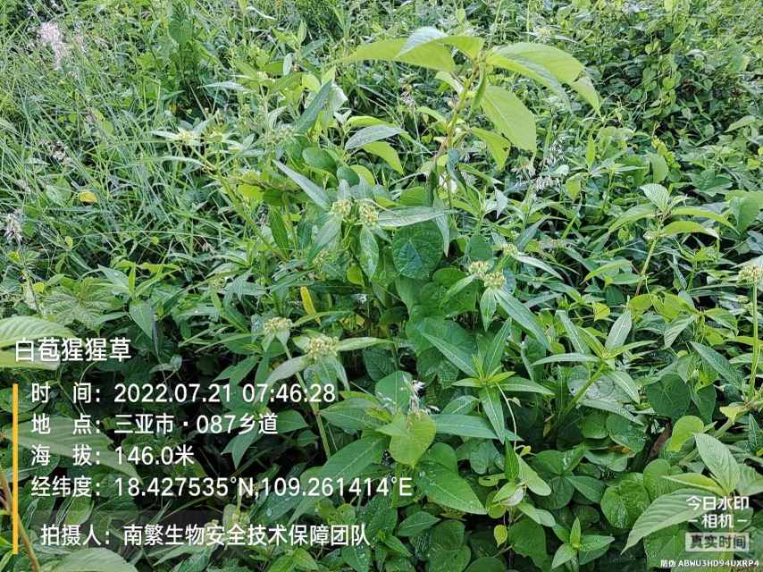 白苞猩猩草