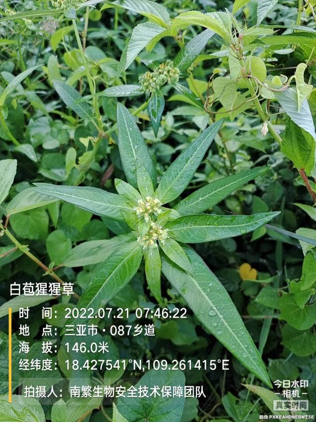 白苞猩猩草